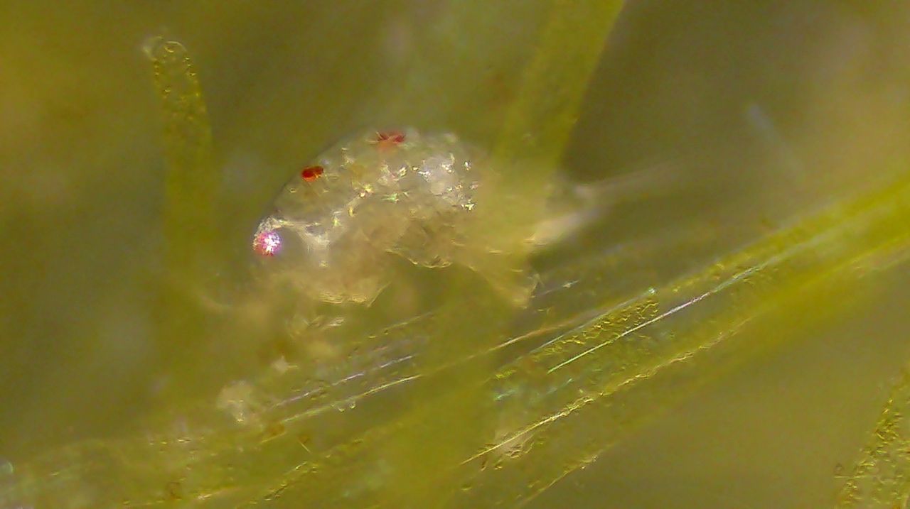 I copepodi, dal crostaceo tricolore al ciclope
